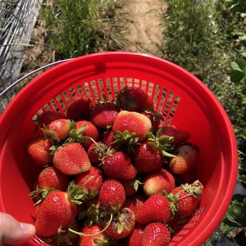 Kelley's Berry Farm - Pick Your Own Farms Near Me - Castalian Springs, Tennessee Kelley's Berry Farm - Pick Your Own Farms Near Me - Castalian Springs, Tennessee