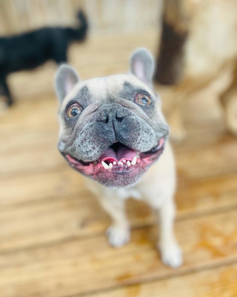 PUPPY HAVEN SMYRNA Updated September 2024 36 Photos & 25 Reviews