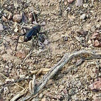 Perseids Meteor Shower Party - Mormon cricket. - Observatories Near Me - Lovelock, Nevada