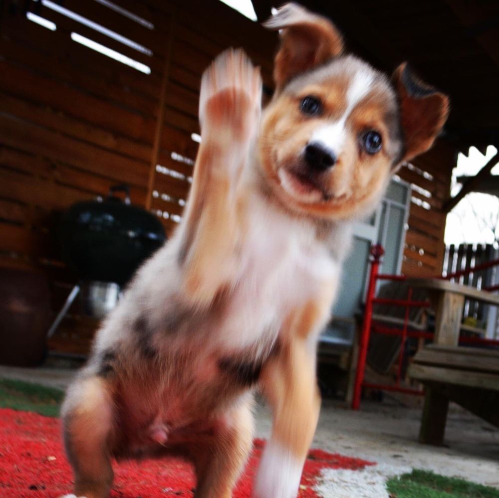 K9 Crazy Puppy Rescue - social services organization in Camp Hill, PA