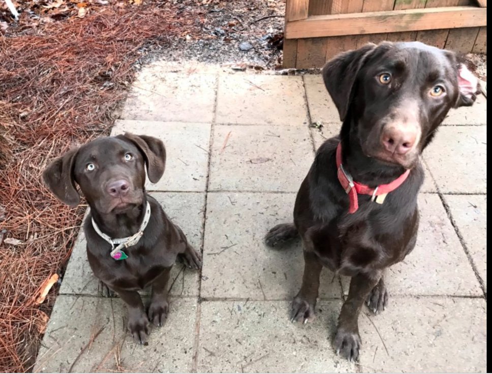 CAMP MAKKA MY TAIL WAG 549 New Light Rd, Canton, Pet