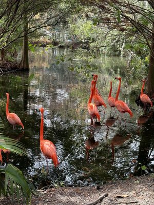 Jacksonville Zoo and Botanical Gardens by null