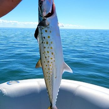 Tee's 2.0 Bait Mkt - 1st time out on the Gulf ever!! Tee's 2.0 Bait Mkt supplied the shrimp and lookie here, nice mackerel for lunch. - Fishing Near Me - Crystal River, Florida Tee's 2.0 Bait Mkt - 1st time out on the Gulf ever!! Tee's 2.0 Bait Mkt supplied the shrimp and lookie here, nice mackerel for lunch. - Fishing Near Me - Crystal River, Florida
