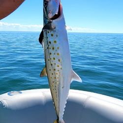 Tee's 2.0 Bait Mkt - 1st time out on the Gulf ever!! Tee's 2.0 Bait Mkt supplied the shrimp and lookie here, nice mackerel for lunch.
