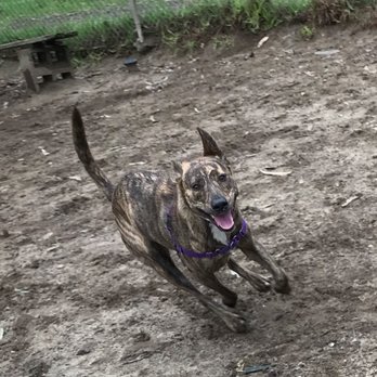 True Dog Training 101 - Cydni regularly sends photo updates like this - Pet Training Near Me - San Francisco, California True Dog Training 101 - Cydni regularly sends photo updates like this - Pet Training Near Me - San Francisco, California