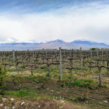 Bodega Piedra Negra - Wineries Near Me - Vista Flores, M Bodega Piedra Negra - Wineries Near Me - Vista Flores, M