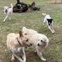Photo of Fossil Ridge Doggie Playcare