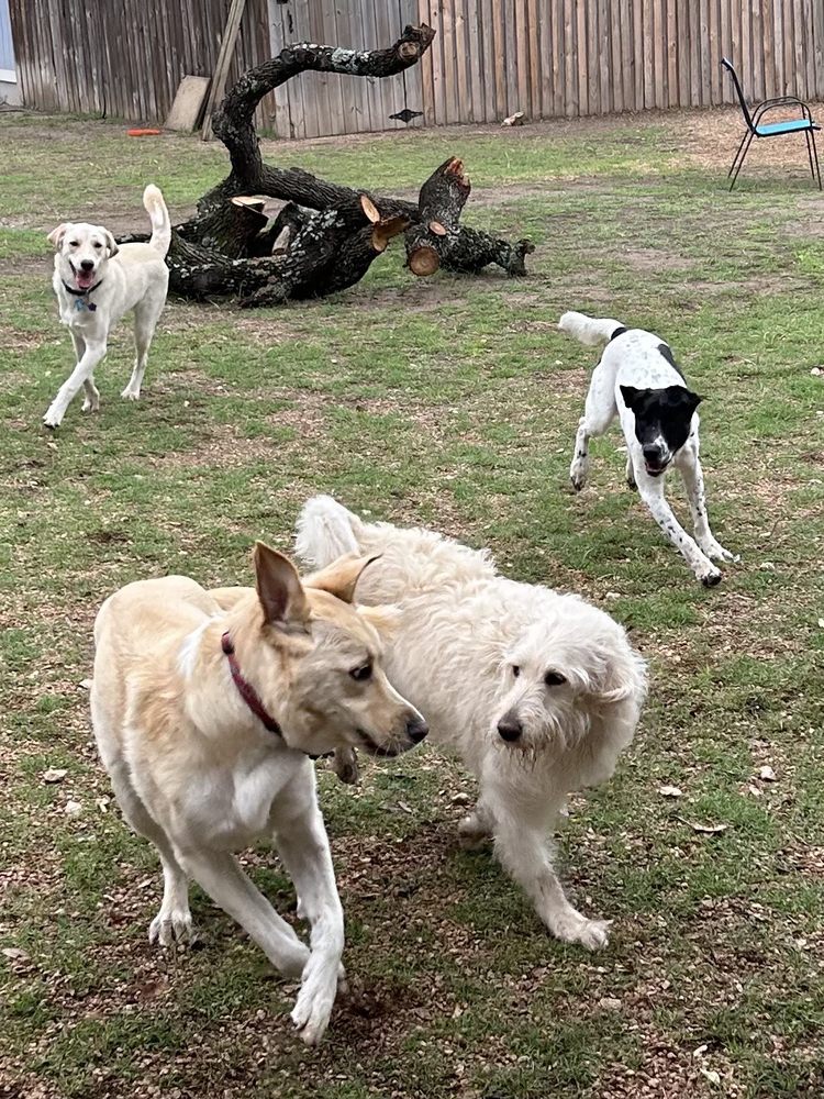 Fossil Ridge Doggie Playcare - pet boarding facility in Austin, TX