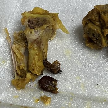 Jamrock Grill - Noticed half way through eating my food. Disgusting. - Caribbean Near Me - Palm Bay, Florida