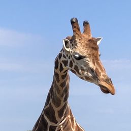 African Giraffe