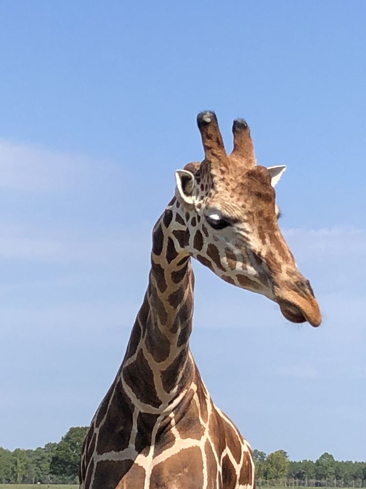 Global Wildlife Center Logo