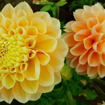 Swan Island Dahlias - Nurseries & Gardening Near Me - Canby, Oregon