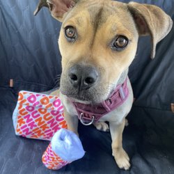 Dunkin' - One happy pup with her new Dunkin toys which support Dunkins Joy in Childhood Foundation