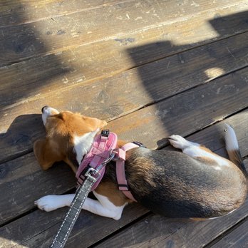 EscoGelato - Dog friendly! - Coffee & Tea Near Me - Escondido, California