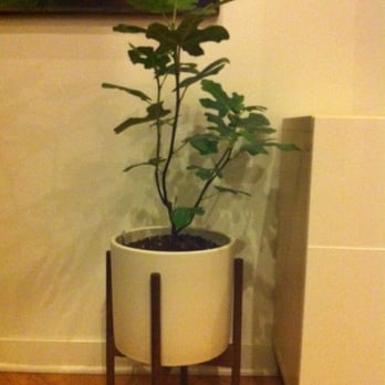 Halsted Flowers - Fig tree - Florists Near Me - Chicago, Illinois