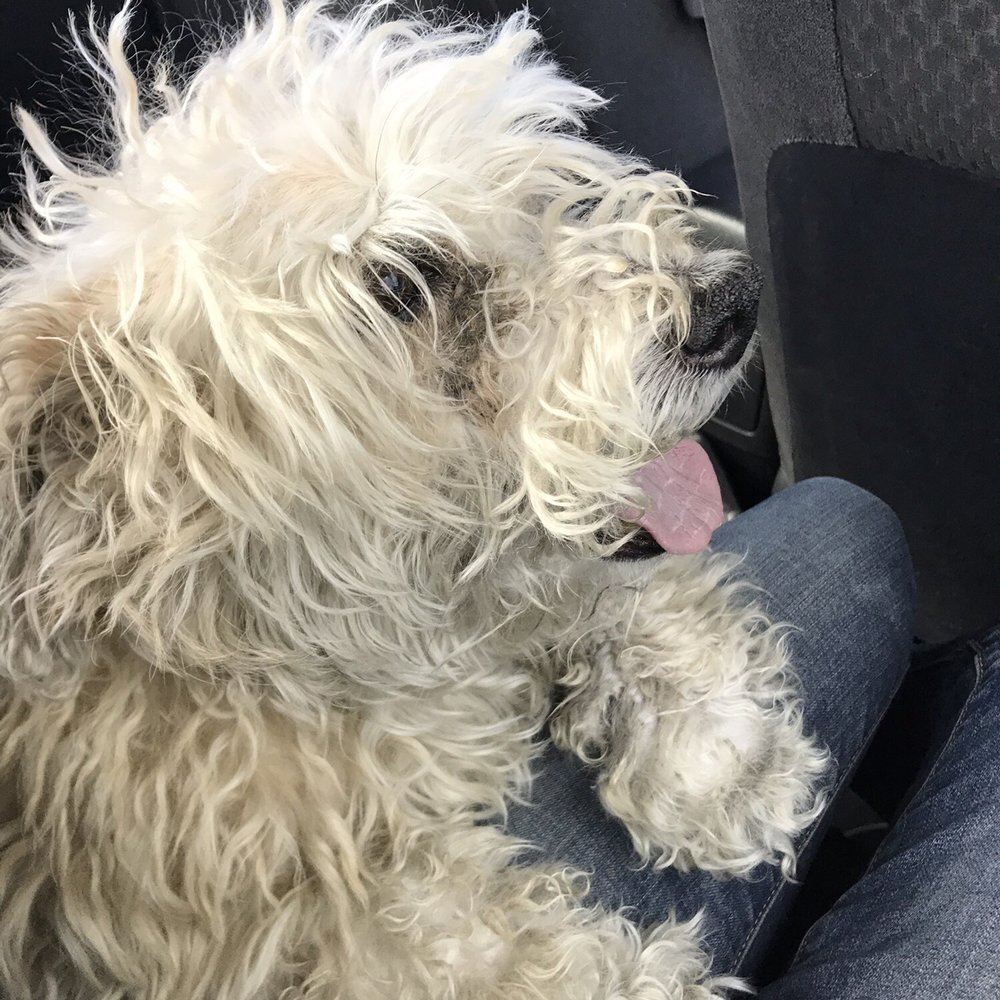 Alice's Pet Grooming - Before. Embarrassing. Matted legs, eye goobers for days. - Pet Groomers Near Me - Herriman, Utah Alice's Pet Grooming - Before. Embarrassing. Matted legs, eye goobers for days. - Pet Groomers Near Me - Herriman, Utah