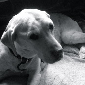 Creature Comforts Mobile Veterinary Clinic - Special friends touch our lives in so many ways. - Veterinarians Near Me - Sherman, Connecticut