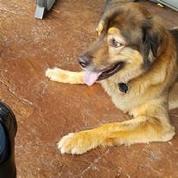 Rebecca's Sitting Services - Pet Sitting Near Me Rebecca's Sitting Services - Pet Sitting Near Me