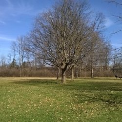 Windsor Village Park - Open space with shade trees