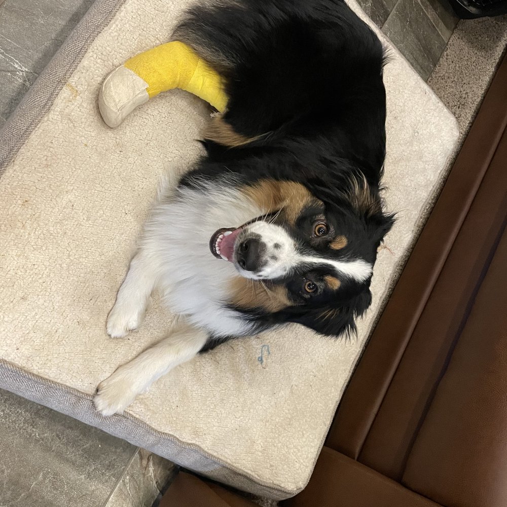 Ernestine-so happy after getting her very messed up toenail repaired. Ernestine-so happy after getting her very messed up toenail repaired.
