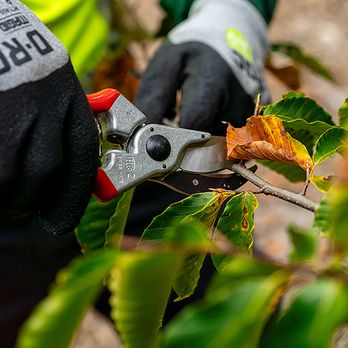 Bartlett Tree Experts - Tree Services Near Me - Westbury, New York Bartlett Tree Experts - Tree Services Near Me - Westbury, New York