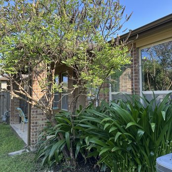 Garcia Professional Tree Service - Tree pruning and wild branch clean up. - Tree Services Near Me - Katy, Texas Garcia Professional Tree Service - Tree pruning and wild branch clean up. - Tree Services Near Me - Katy, Texas