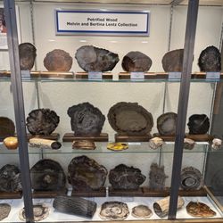Local petrified wood