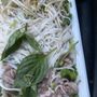 Photo of Pho Bistro