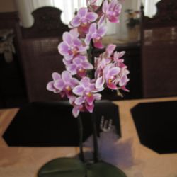 Lovely orchid from McCormick's brightening up dark rainy days! Oct. 2022