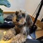 Photo of Sophie the Dog Nanny