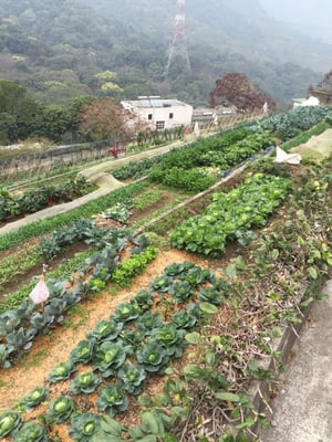Kadoorie Farm and Botanic Garden by null