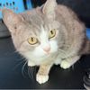 Mobile Pet Grooming gift card