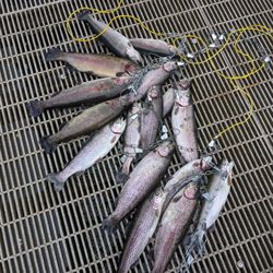 Battle Ground Lake State Park - Jumbo Rainbow Trout