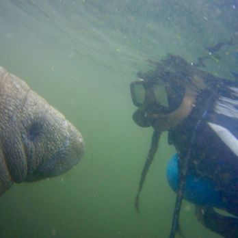Bird's Underwater - Baby manatee approaching. Photo taken by tour guide Jasmine - Diving Near Me - Crystal River, Florida