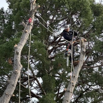 Flores Tree Service - Tree Services Near Me - San Rafael, California Flores Tree Service - Tree Services Near Me - San Rafael, California