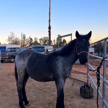 East County Large & Small Animal Practice - My horse livie, who I inquired an appointment for. - Veterinarians Near Me - El Cajon, California East County Large & Small Animal Practice - My horse livie, who I inquired an appointment for. - Veterinarians Near Me - El Cajon, California