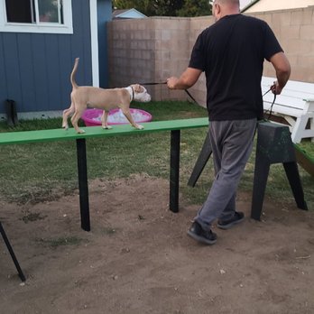 Kennel Up K9 Training - Whiskey trying out the new obstacle course. - Pet Training Near Me