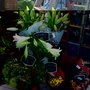 Photo of Pollen Florist