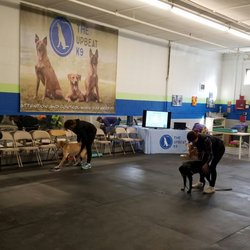 The Upbeat K9 - Great space and very clean. I definitely trust them with my dogs