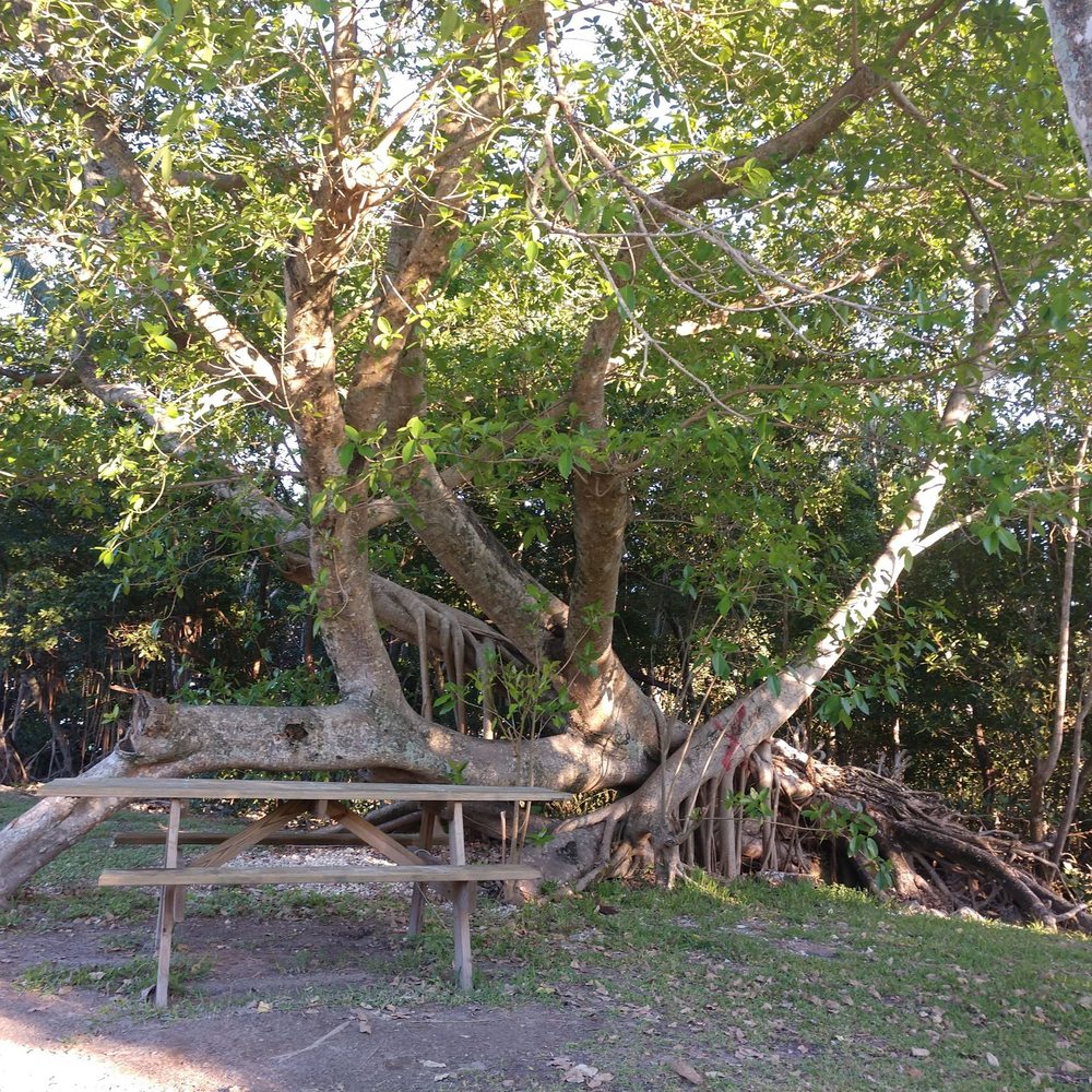 David T. Kennedy Park - A tree that must have up rooted but still alive - Parks Near Me - Miami, Florida David T. Kennedy Park - A tree that must have up rooted but still alive - Parks Near Me - Miami, Florida