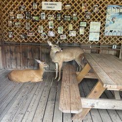 Wilderness Walk Zoo & Western Town Family Fun Park