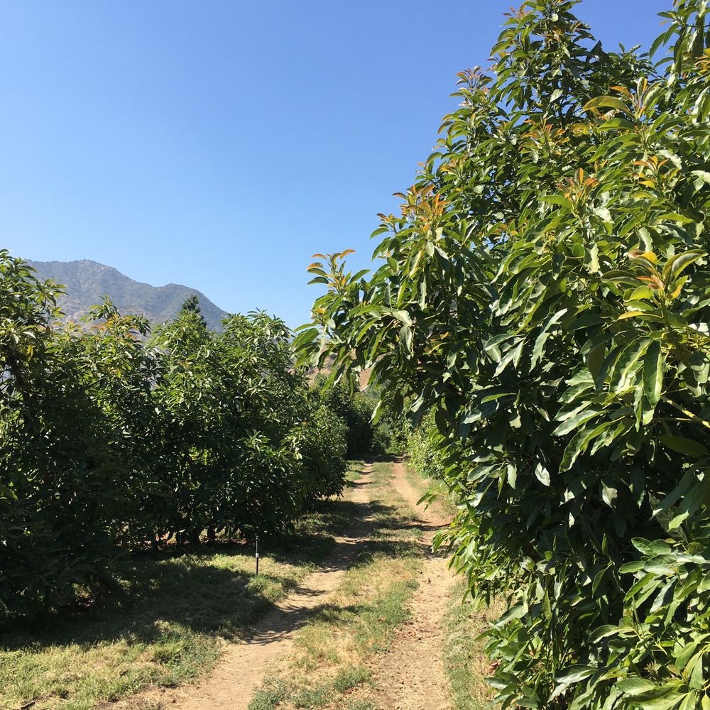 Rancho Vasquez - Farm- 3700 trees - Farms Near Me - Azusa, California Rancho Vasquez - Farm- 3700 trees - Farms Near Me - Azusa, California