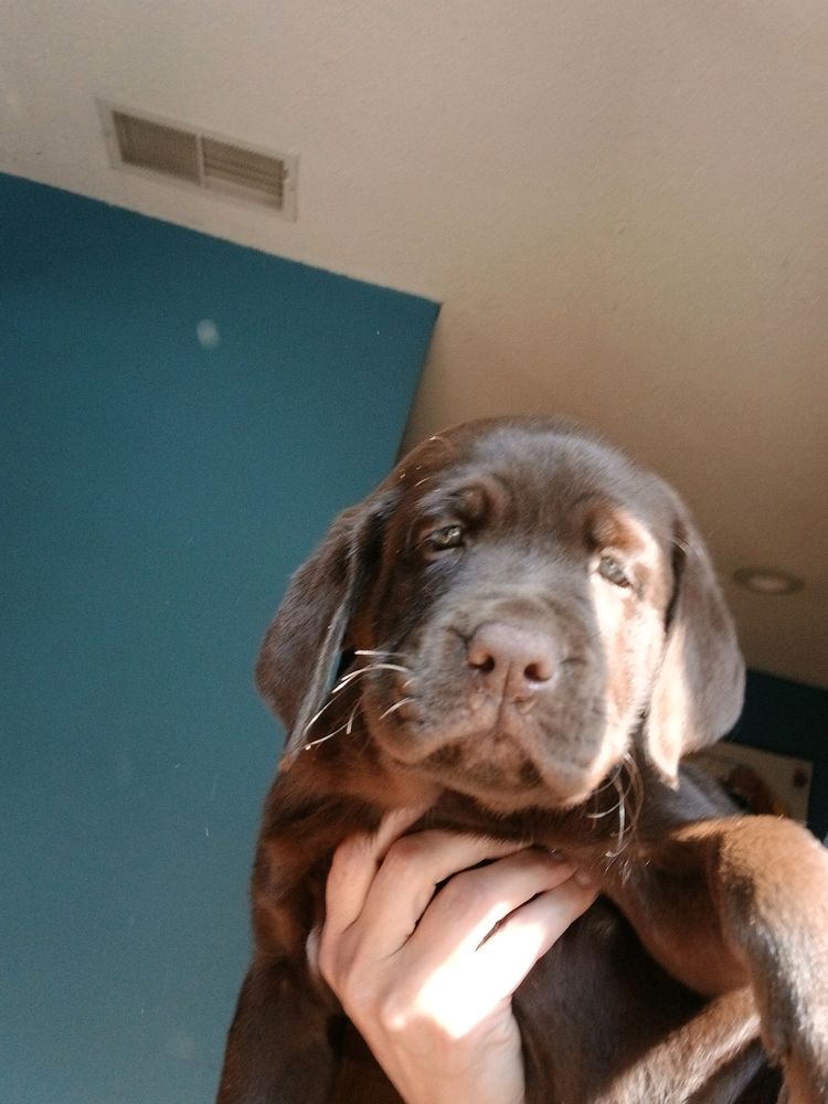 C Easton's Chocolate Labs - pet boarding facility in Belchertown, MA