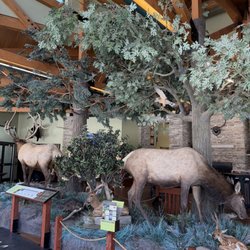 Elk Country Visitors Center - Elk and other PA wildlife display.