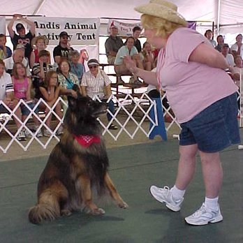 Pattis Canine Solutions - Freestyle dancing with Navy. - Pet Training Near Me Pattis Canine Solutions - Freestyle dancing with Navy. - Pet Training Near Me