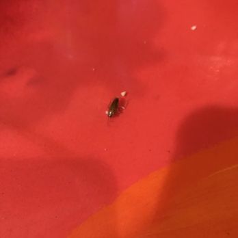 Salsa & Beer - Cockroaches - Mexican Near Me - Van Nuys, California Salsa & Beer - Cockroaches - Mexican Near Me - Van Nuys, California