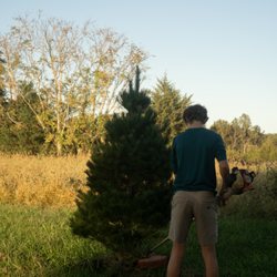 We maintain our trees all year so when you come to visit they are ready for your family's Christmas memories!
