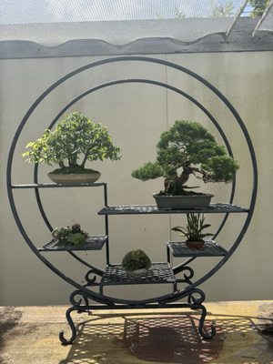 National Bonsai & Penjing Museum by null