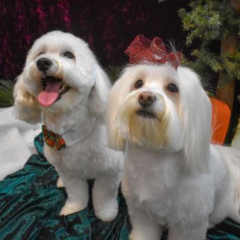Good Dog Grooming - Pet Groomers Near Me - Richmond, Virginia Good Dog Grooming - Pet Groomers Near Me - Richmond, Virginia