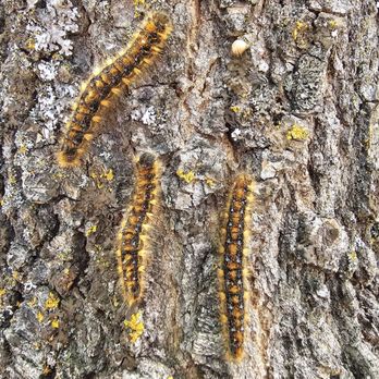Burnt Rancheria Campground - Tent caterpillars - Parks Near Me - Mount Laguna, California